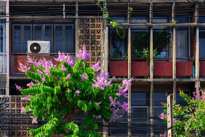 Low angle view of plants against building