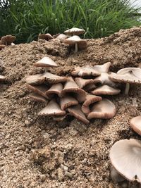 High angle view of mushrooms on field