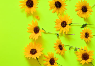 Close-up of yellow flowers against wall