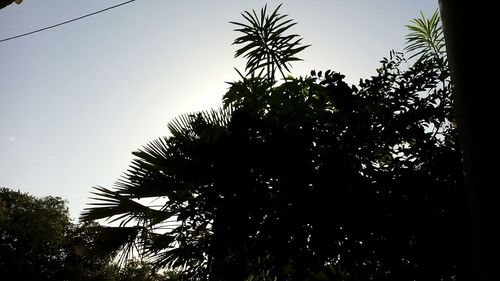 Low angle view of silhouette trees against clear sky