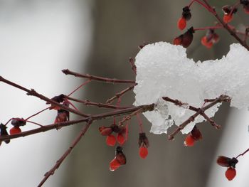 Close-up of frozen cherry tree