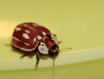 Close-up of insect