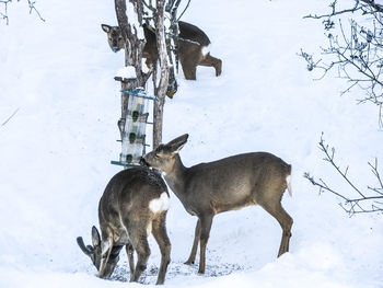 Deer on snow field