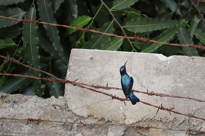 Top angle view of a female purple sunbird perching on a fence