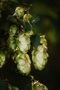 Close-up of fruit growing on plant