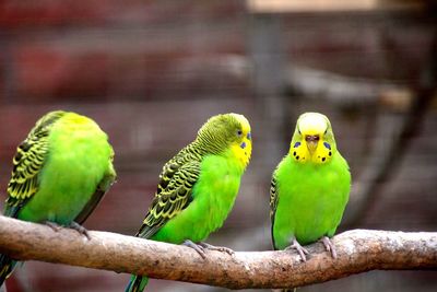 Budgerigars perching on branch