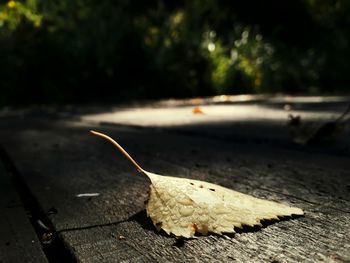 Close-up of dry leaf on road