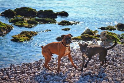 Dogs against sea at beach