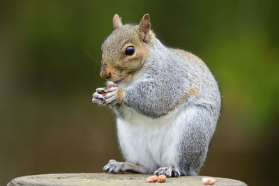 Close-up of squirrel eating outdoors