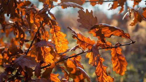 Autumn leaves on branch