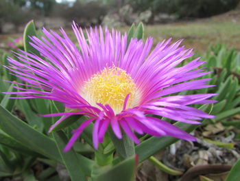 Close-up of flower blooming on field