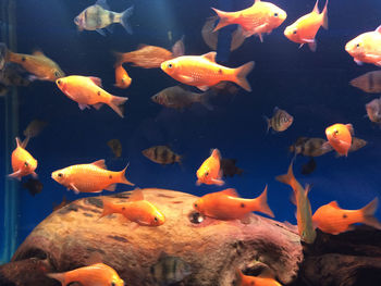 Fish swimming in aquarium