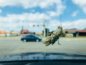 Close-up of insect on car