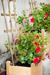 Close-up of plants in greenhouse