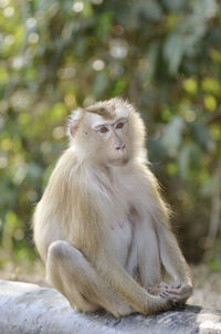 Monkey looking away sitting outdoors