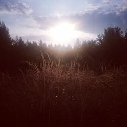 Sunlight streaming through silhouette trees