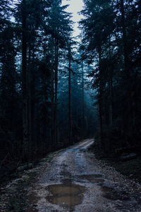 Trees in forest