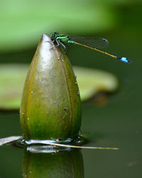 Close-up of insect on leaf