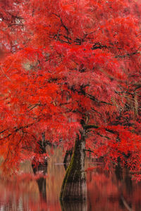 Scenic view of lake in forest during autumn