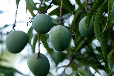 Fresh mango fruit mangifera indica hangs from a tree in tropical naples, florida
