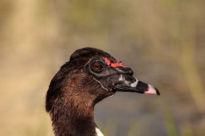 Close-up of a bird looking away