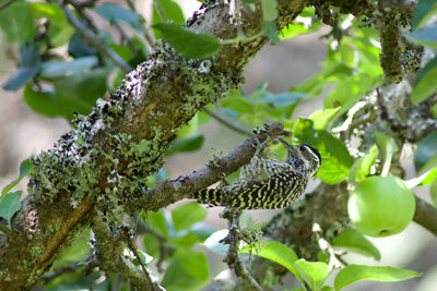 Close-up of a lizard on tree