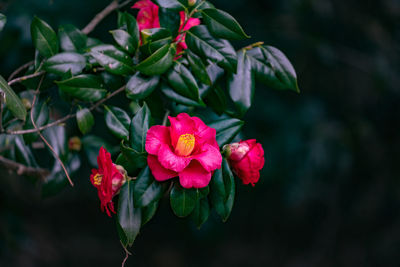 Close-up of pink flowering plant