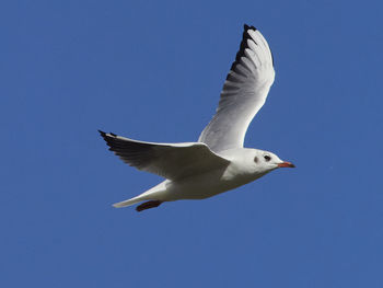 Low angle view of seagull flying in sky