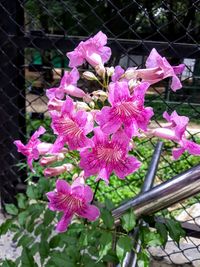 Close-up of pink flowers on plant