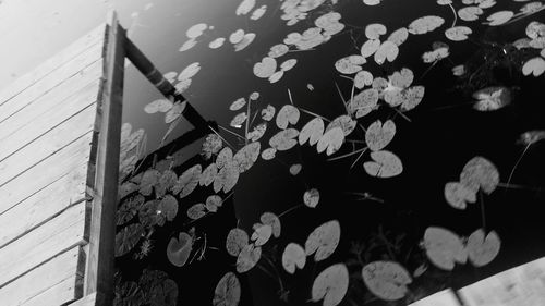 Close-up of tree stump