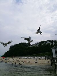 Seagulls flying over sea against sky