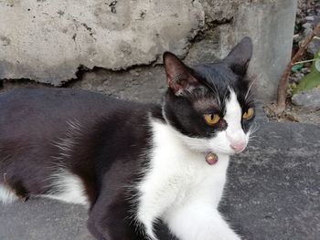 High angle view of cat looking away