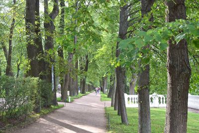 Road amidst trees in forest