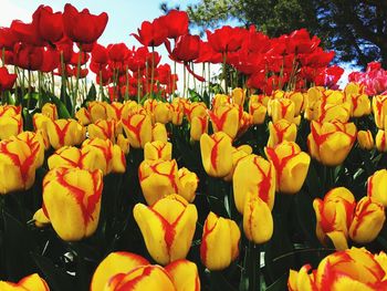 Close-up of tulips
