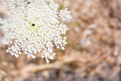 Close-up of white cherry blossom tree