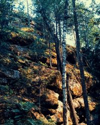 Trees growing in forest