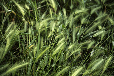 Full frame shot of crops on field