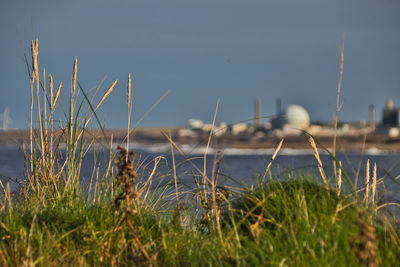 Close-up of grass on beach against sky