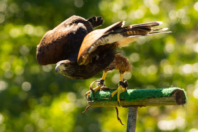 Close-up of bird perching on feeder