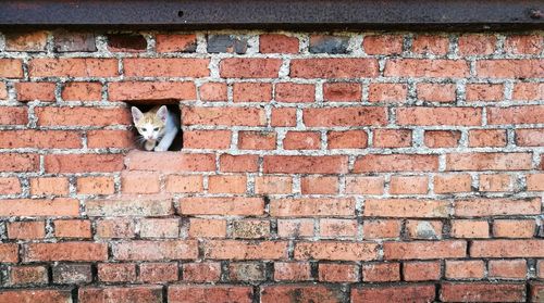 Portrait of cat on brick wall