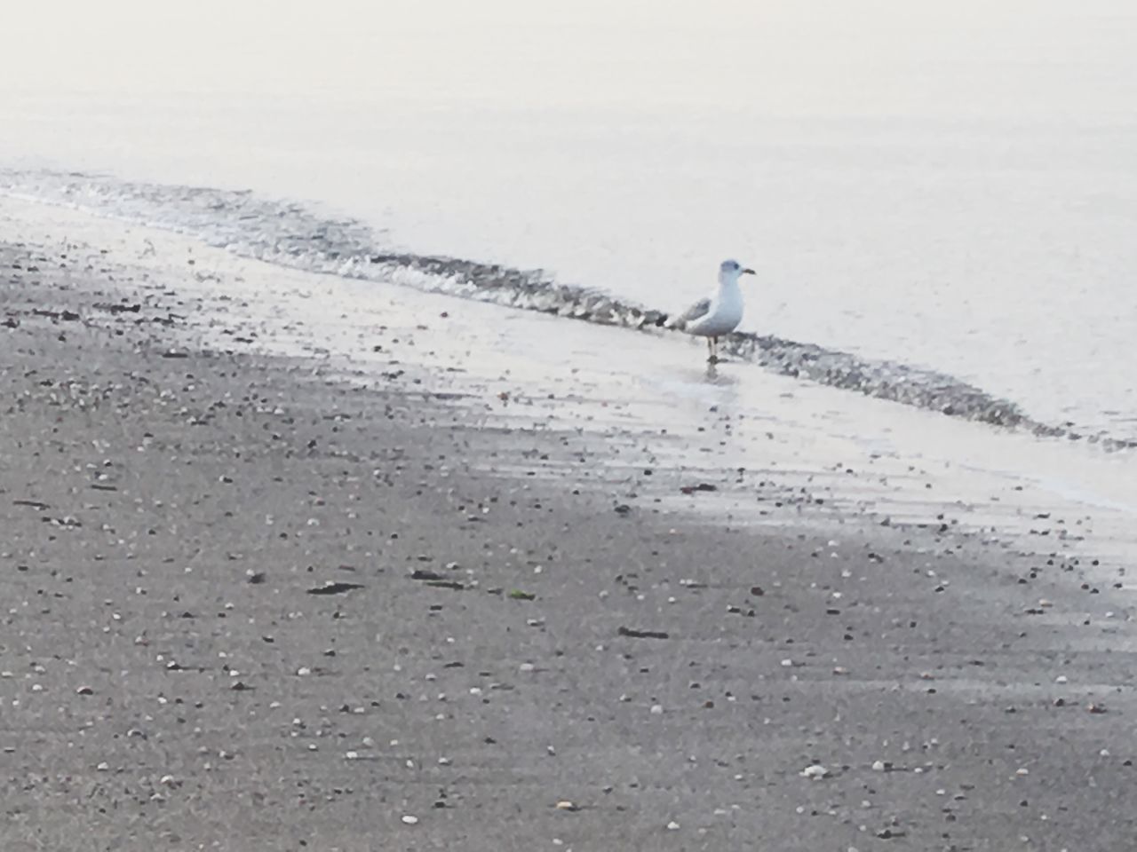 water, sea, beach, shore, sand, bird, tranquility, built structure, nature, tranquil scene, day, horizon over water, outdoors, sky, pier, architecture, seagull, beauty in nature, scenics, wave