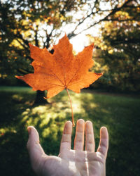 Close-up of maple leaf on plant during autumn