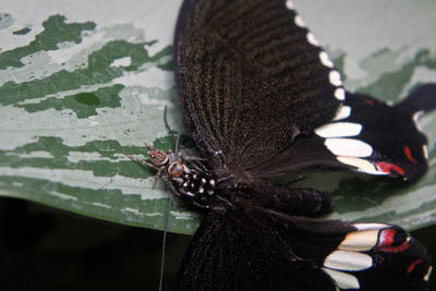 Close-up of butterfly on leaf