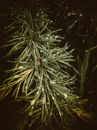 Close-up of pine tree