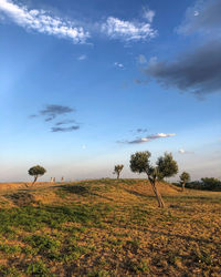 Trees on field against sky