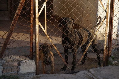 View of barbed wire fence in zoo