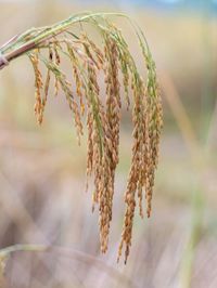 Close-up of plant growing on field