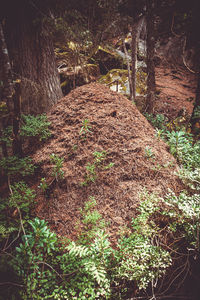 Plants growing on land in forest