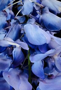 Close-up of flowers blooming outdoors