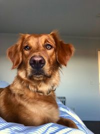 Close-up portrait of dog sitting on bed